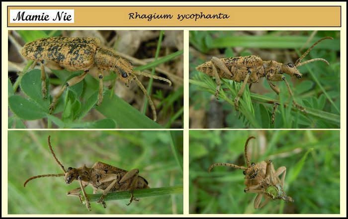 Rhagium sycophanta
